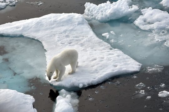 Ein Eisbär steht im Nordpolarmeer auf eine Eisscholle.