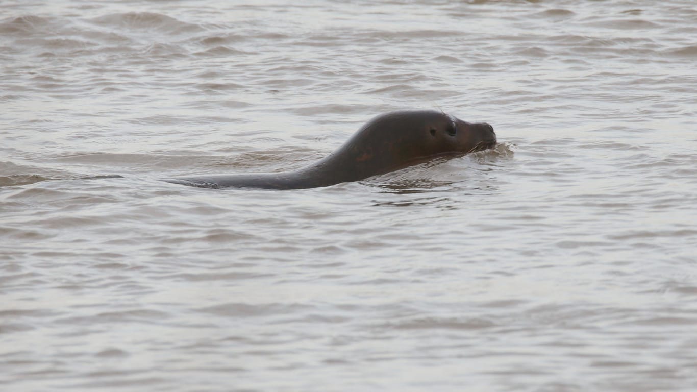 Eine Robbe schwimmt im Rhein: Die Tiere fühlen sich auch im Süßwasser wohl.