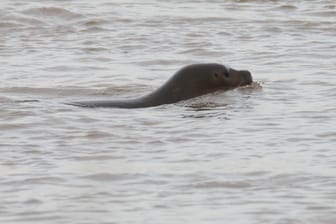 Eine Robbe schwimmt im Rhein: Die Tiere fühlen sich auch im Süßwasser wohl.