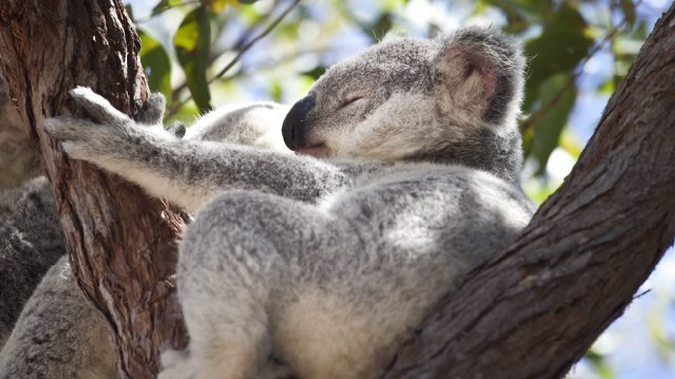 Unter den Tierarten, die dringend Hilfe brauchen, sind auch Koalas.