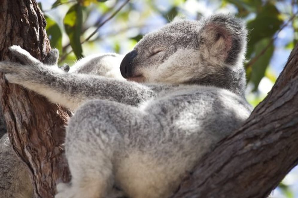 Unter den Tierarten, die dringend Hilfe brauchen, sind auch Koalas.