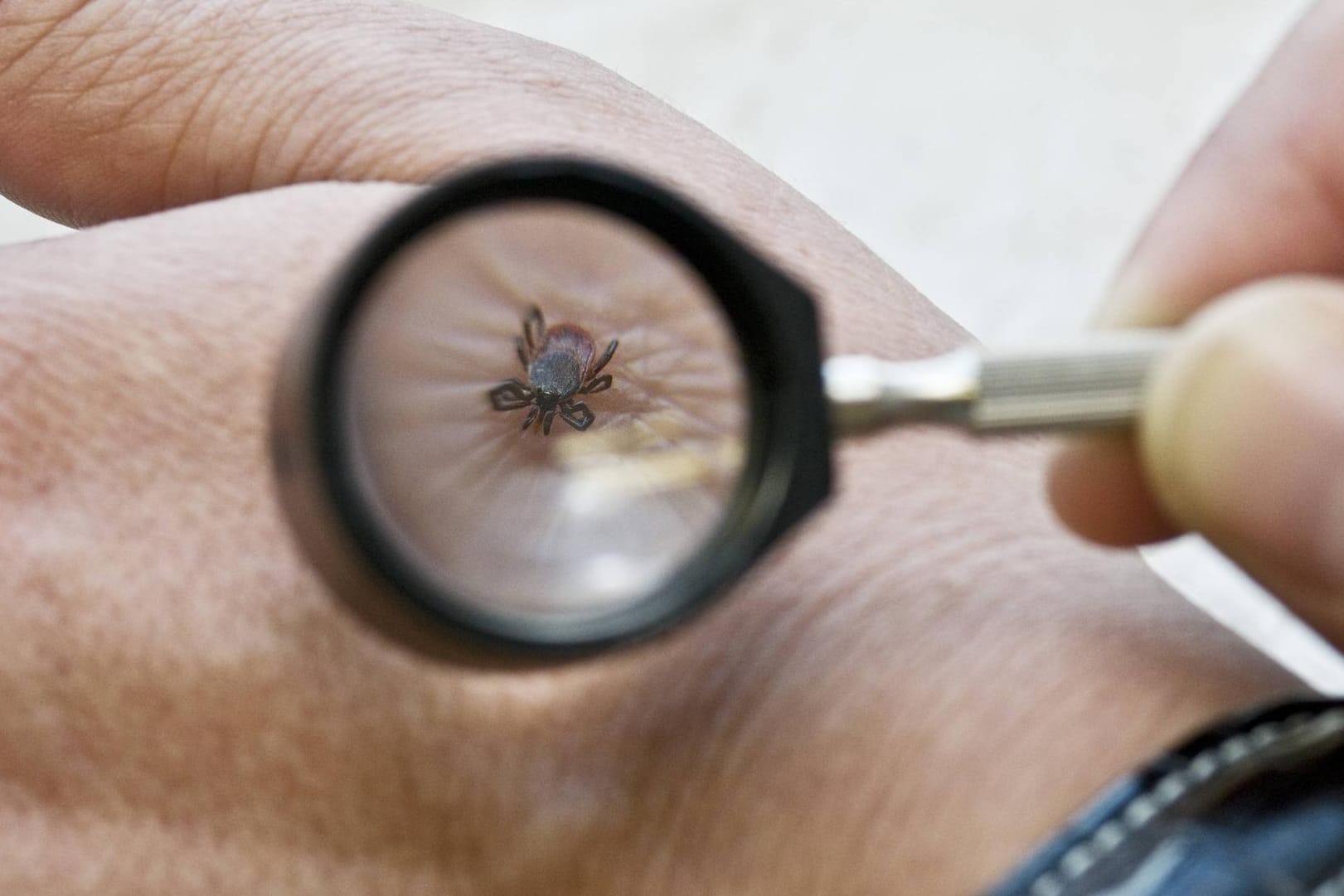 Zecken: Schon in der Vergangenheit wurden nicht-heimische Zecken durch Vögel eingeschleppt .