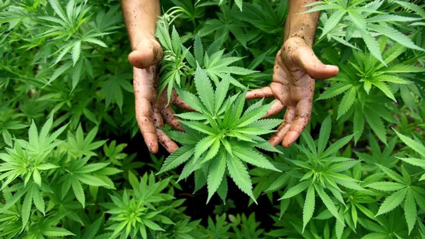 Daten der Bundeszentrale für gesundheitliche Aufklärung zufolge ist der Cannabiskonsum bei jungen Menschen in den vergangenen Jahren deutlich gestiegen.