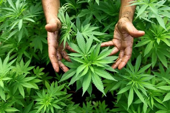 Daten der Bundeszentrale für gesundheitliche Aufklärung zufolge ist der Cannabiskonsum bei jungen Menschen in den vergangenen Jahren deutlich gestiegen.