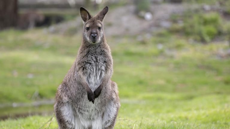Wallaby: Diese Tiere gehören zur Familie der Kängururs, sind aber kleiner. Sie werden nur zwischen 12 und 20 Kilogramm schwer.