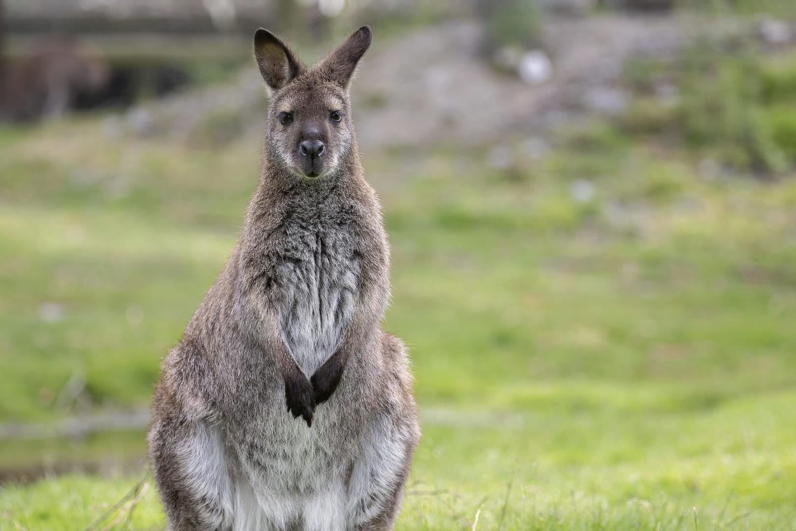 Wallaby: Diese Tiere gehören zur Familie der Kängururs, sind aber kleiner. Sie werden nur zwischen 12 und 20 Kilogramm schwer.