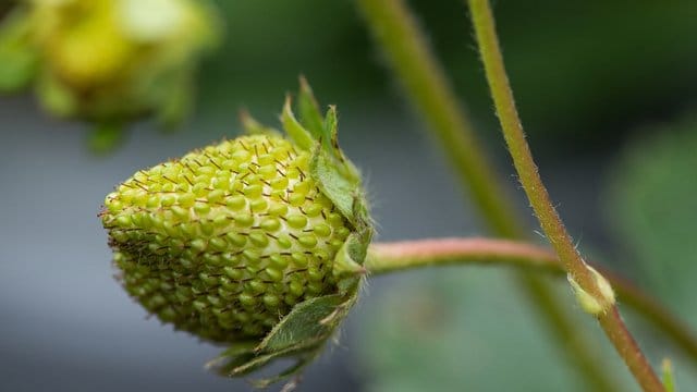 Die Reife von Erdbeeren kann man etwas nach vorne verlagern, wenn man sie zum Winterende unter ein Vlies verpackt.