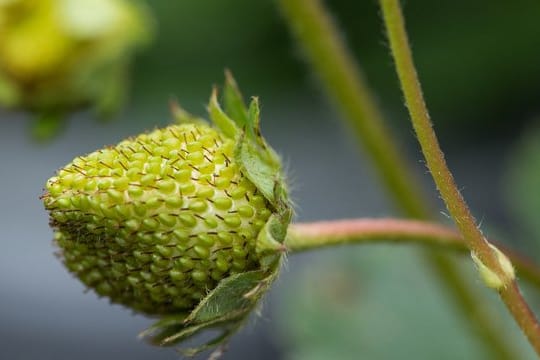 Die Reife von Erdbeeren kann man etwas nach vorne verlagern, wenn man sie zum Winterende unter ein Vlies verpackt.