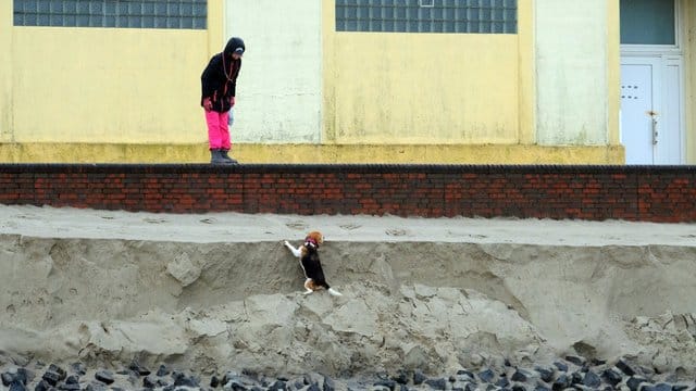 Haustier in Not: Eine Spaziergängerin hilft ihrem Hund an der Abbruchkante des Strandes von Wangerooge. Haustier in Not: Eine Spaziergängerin hilft ihrem Hund an der Abbruchkante des Strandes von Wangerooge.