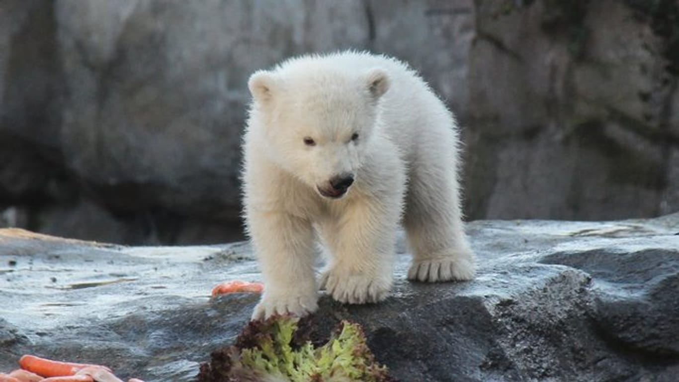 Das noch namenlose Eisbären-Baby erkundet die Welt.