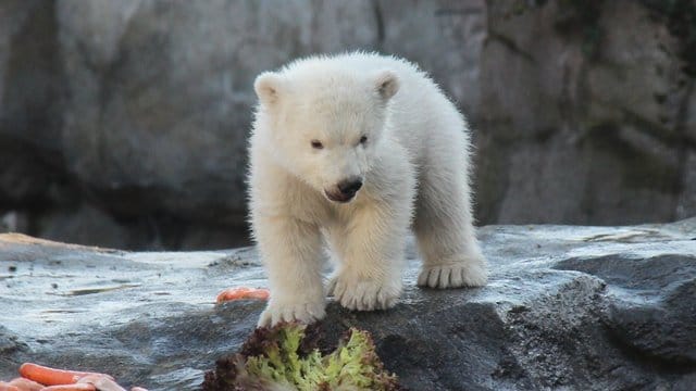 Das noch namenlose Eisbären-Baby erkundet die Welt.