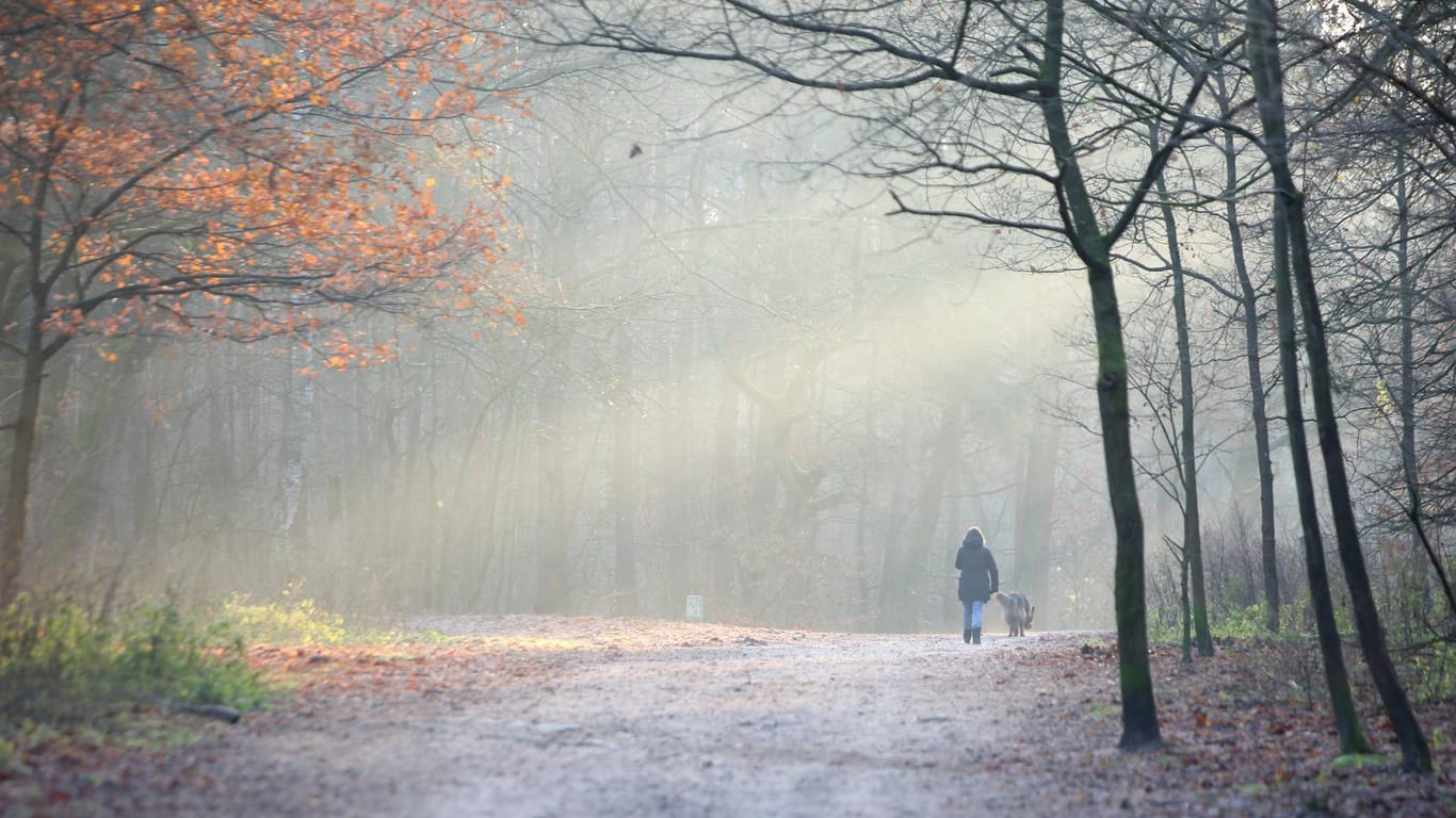 Eine Frau spaziert mit einem Hund durch den Wald (Symbolbild): Die städtischen Wälder sollten jetzt nicht betreten werden, warnt das Dortmunder Umweltamt.