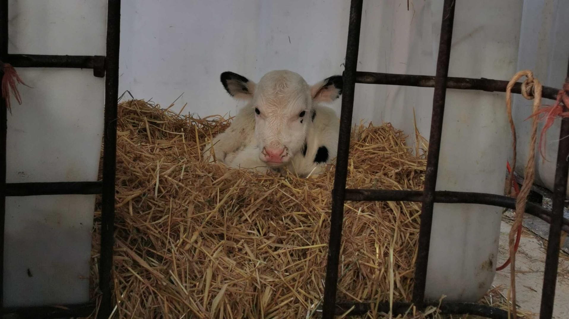 Kälberaufzucht: Landwirt Paul Rabe setzt sich das Ziel, besonders gesunde und langlebige Kühe zu züchten.