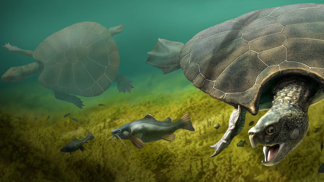 Die Illustration zeigt, wie ein Männchen der Riesenschildkröte Stupendemys geographicus ausgesehen haben könnte.