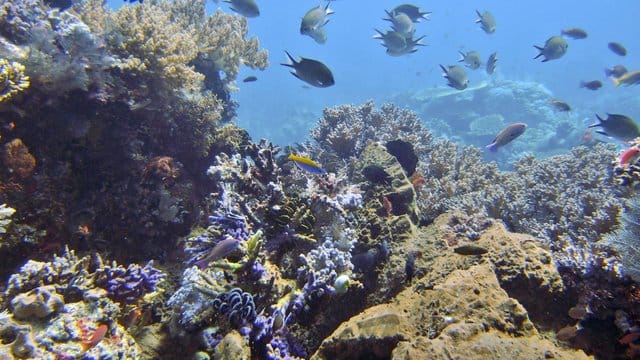 Fische schwimmen an einem Korallenriff vor der indonesischen Komodo-Insel. Fische schwimmen an einem Korallenriff vor der indonesischen Komodo-Insel.