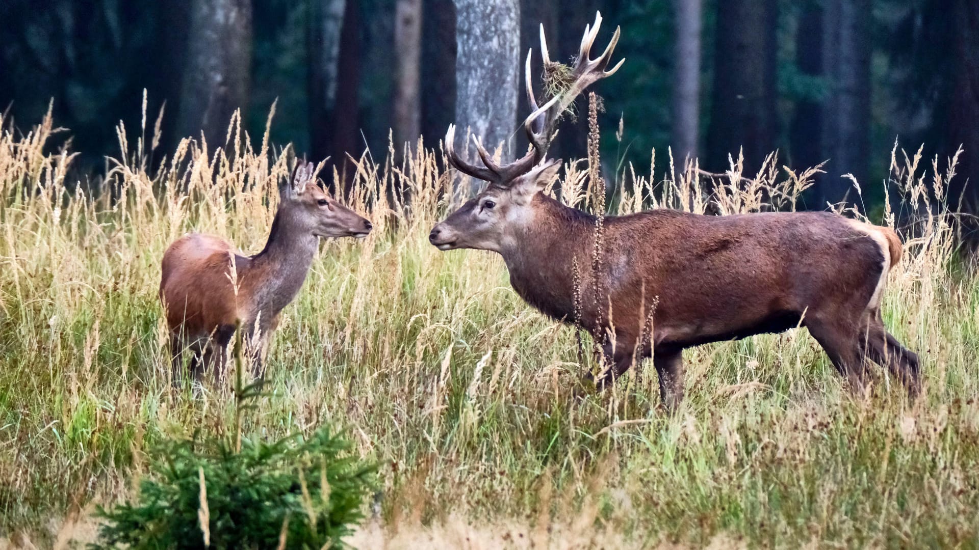 Tiere vor einem Wald: In Karlsruhe laufen elf Hirsche frei herum.