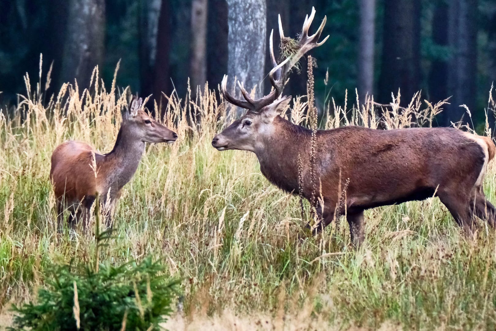 Tiere vor einem Wald: In Karlsruhe laufen elf Hirsche frei herum.