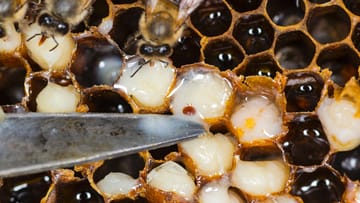 Varroamilbe: Nur eine bestimmte Rasse Bienen kann sich gegen den Parasiten wehren.
