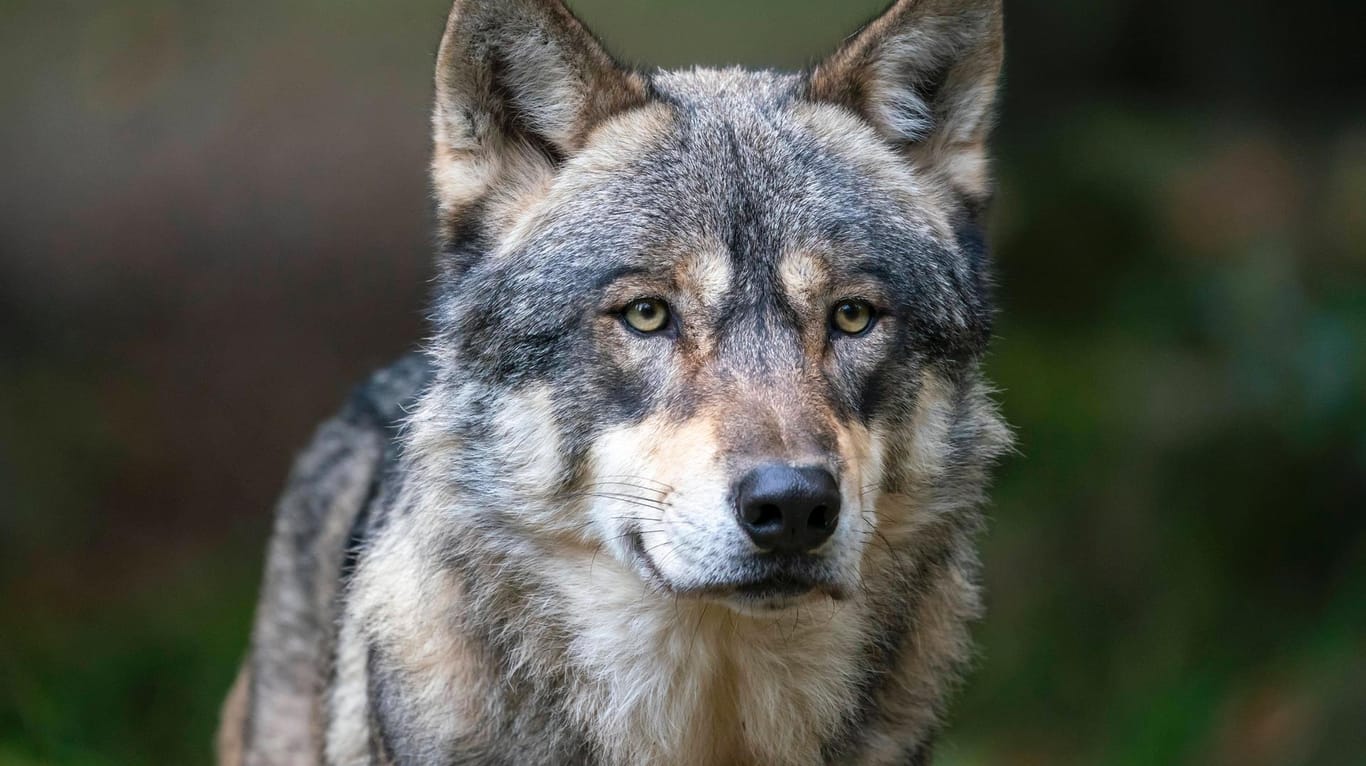 Ein Wolf: Künftig dürfen auch Tiere abgeschossen werden, wenn nicht eindeutig geklärt ist, welcher Wolf für einen Schaden verantwortlich ist (Symbolbild).