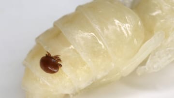 Parasite infestation: The varroa mite sits on a bee larva. She is a deadly opponent for the bees.