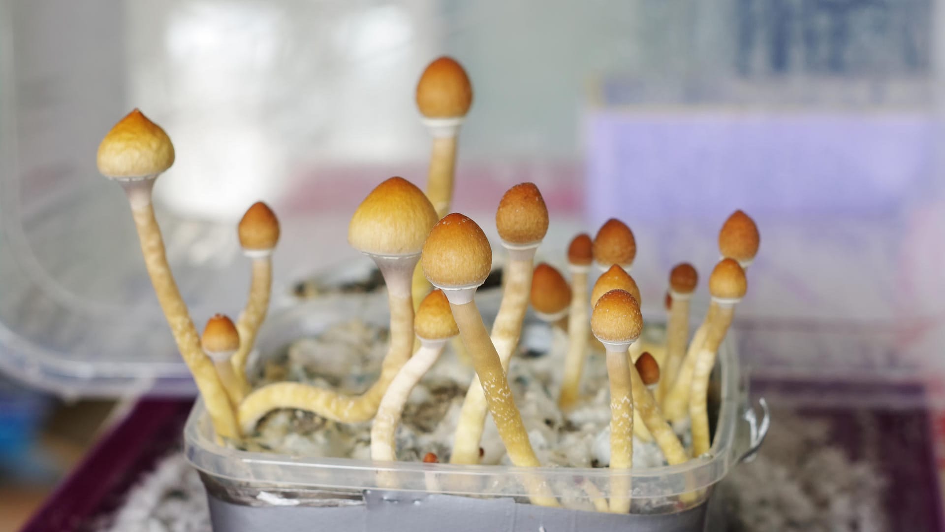 Psilocybe-Pilze produzieren das Halluzinogen Psilocybin, das möglicherweise bei Depressionen helfen kann.