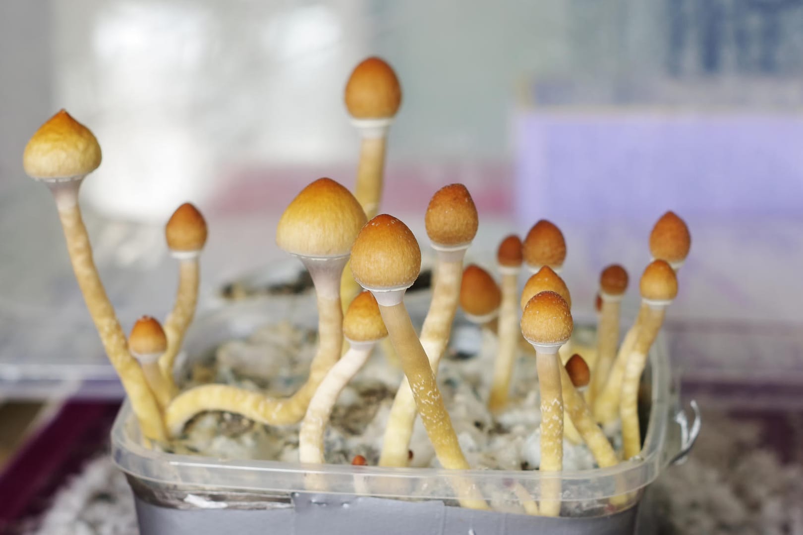 Psilocybe-Pilze produzieren das Halluzinogen Psilocybin, das möglicherweise bei Depressionen helfen kann.