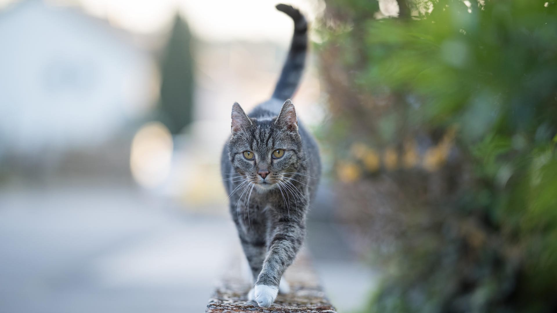 Freigänger: Viele Katzen streunen gerne in der Nachbarschaft umher.