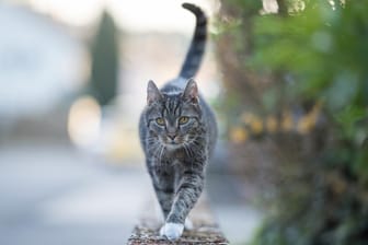 Freigänger: Viele Katzen streunen gerne in der Nachbarschaft umher.