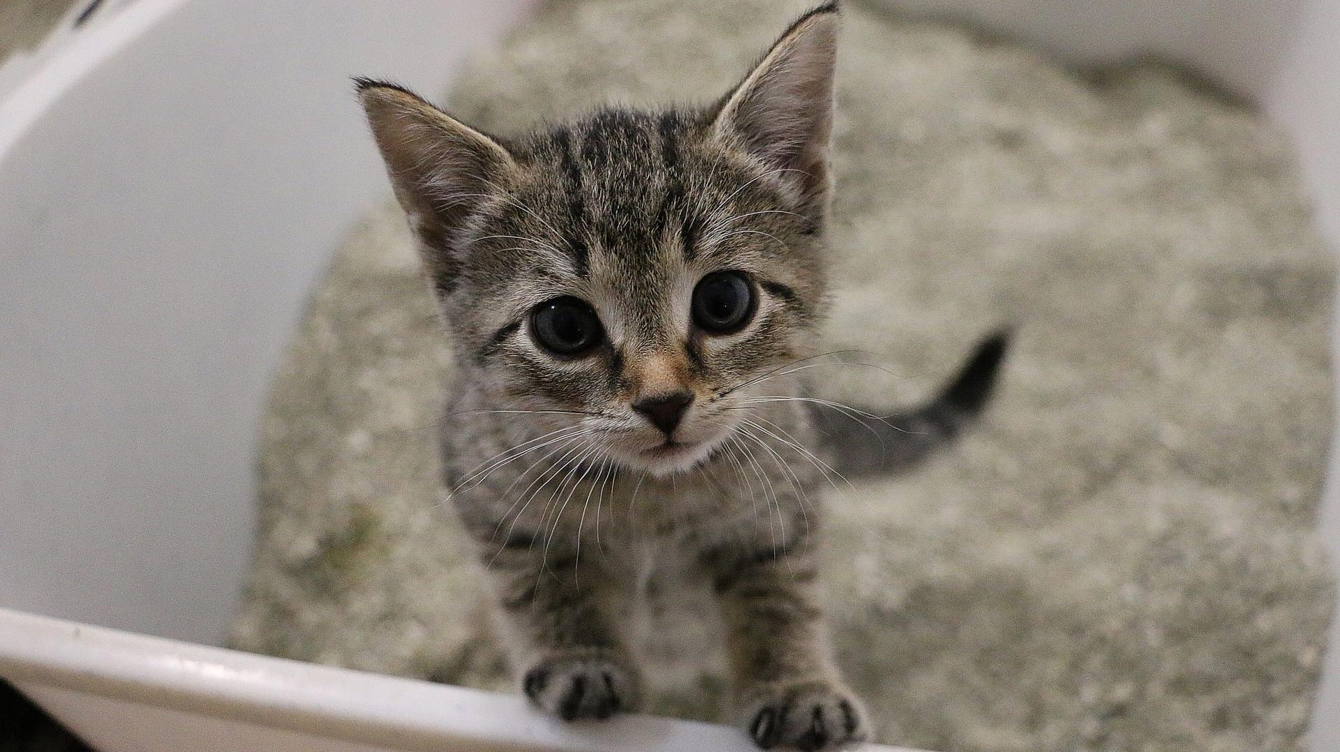 Kätzchen: Viele, die eine Katze finden, möchten sie gerne behalten.