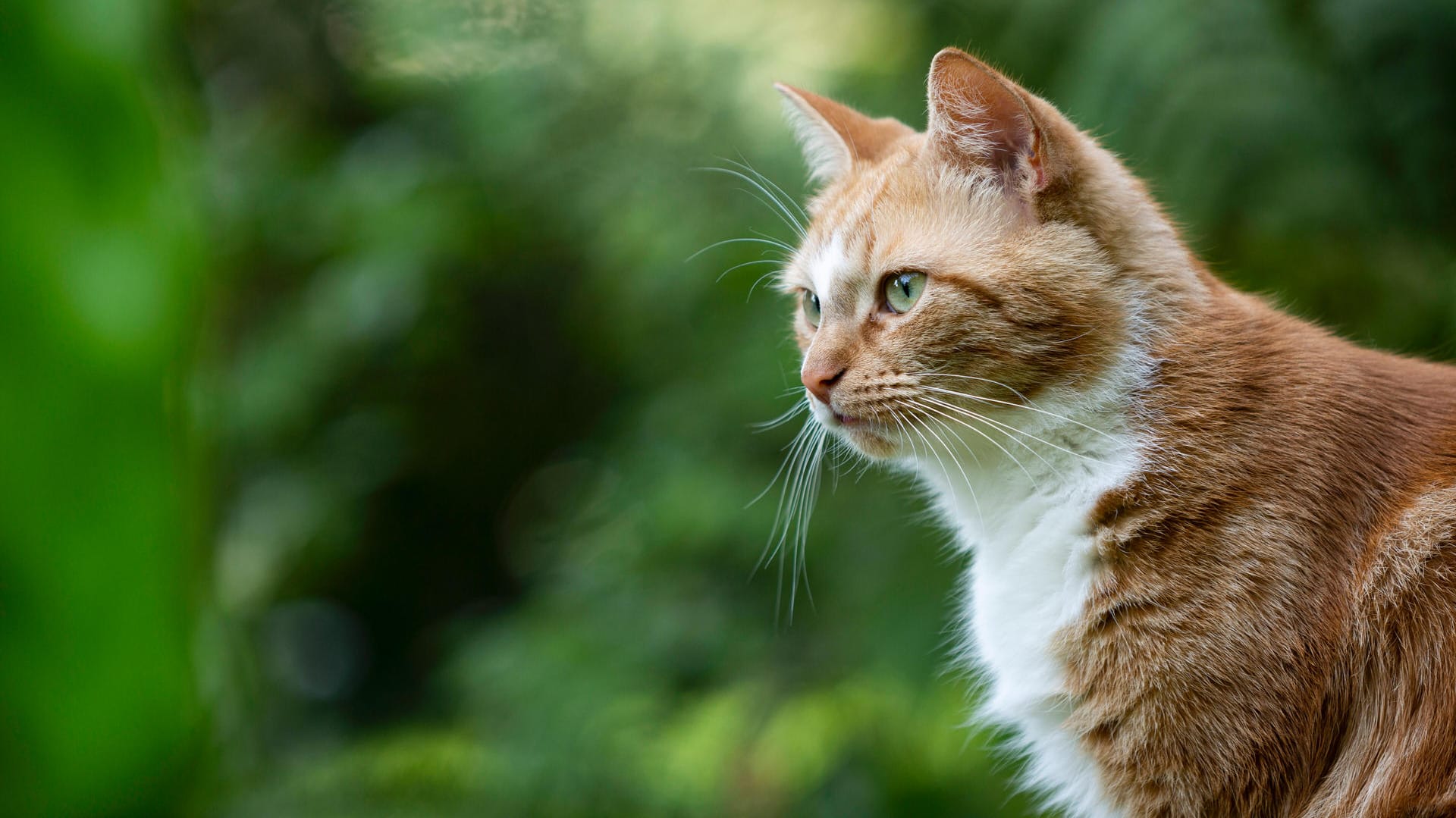 Eine Katze sitzt im Grünen (Symbolbild): In Dortmund müssen Besitzer von Freigängern einige Auflagen beachten.