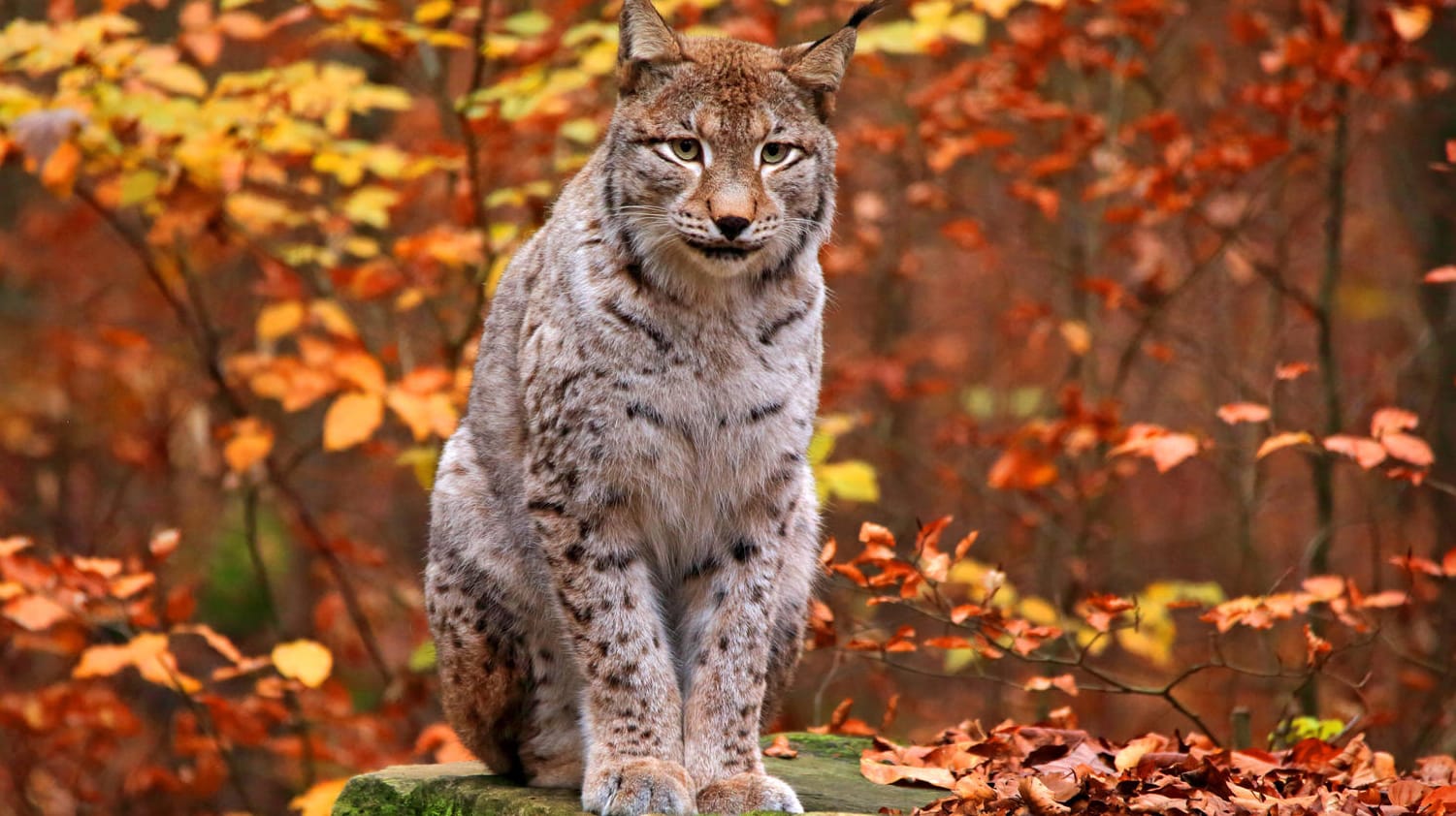 Nordluchs in einem Herbstwald: Nicht alle Tiere in dem Gehege haben den Sturm überlebt. (Symbolbild)