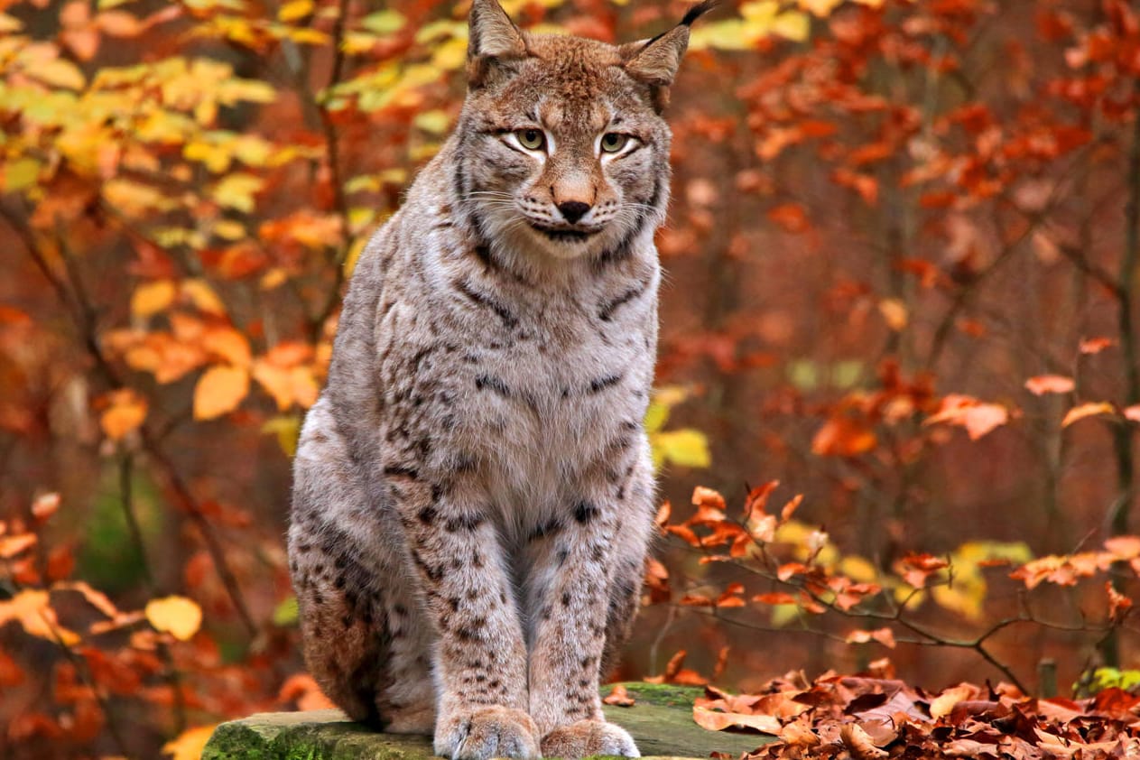 Nordluchs in einem Herbstwald: Nicht alle Tiere in dem Gehege haben den Sturm überlebt. (Symbolbild)