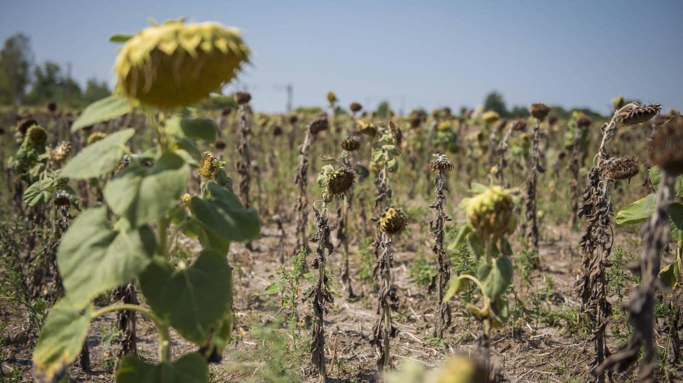 Verdorrte Sonnenblumen: Die Landwirte haben wegen der Dürre Millionen an Hilfe vom Staat bekommen.
