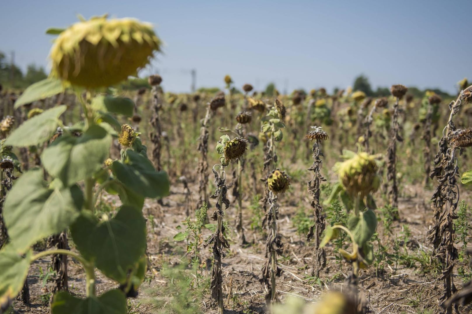 Verdorrte Sonnenblumen: Die Landwirte haben wegen der Dürre Millionen an Hilfe vom Staat bekommen.