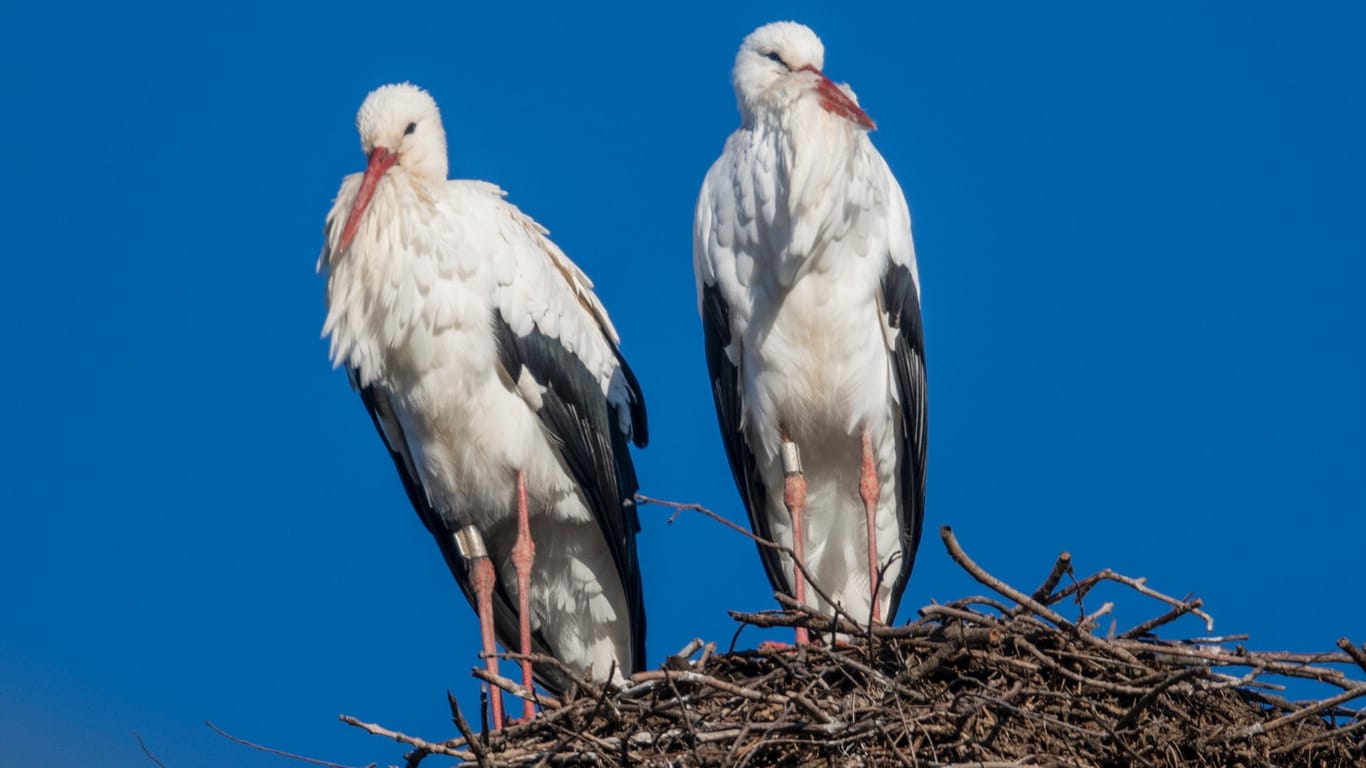 Störche sitzen schon Anfang Februar in ihrem Nest auf einem Strommast: Viele Störche sind bereits nach Baden-Württemberg zurückgekehrt.