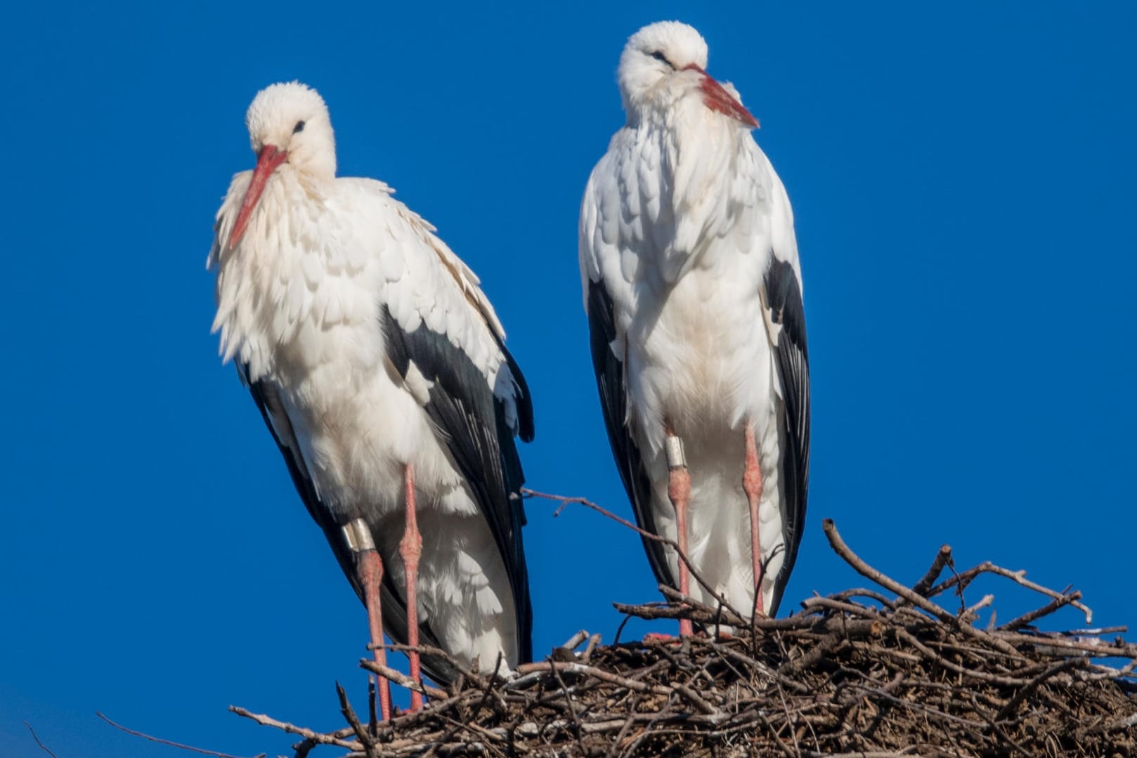 Störche sitzen schon Anfang Februar in ihrem Nest auf einem Strommast: Viele Störche sind bereits nach Baden-Württemberg zurückgekehrt.