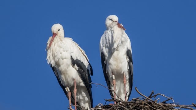 Störche sitzen schon Anfang Februar in ihrem Nest auf einem Strommast.