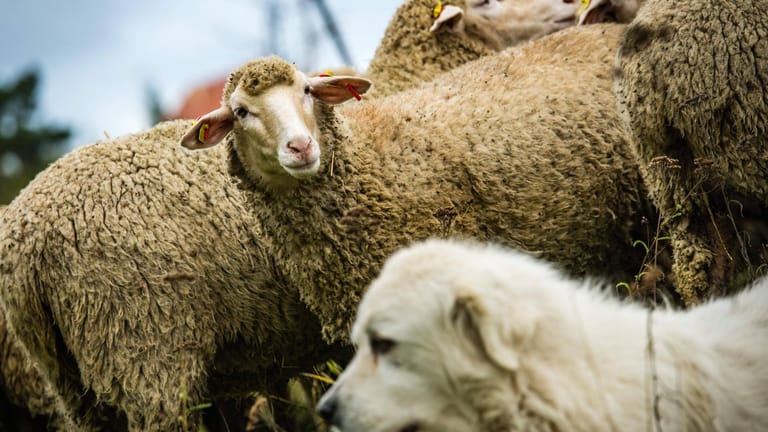 Schafherde mit Hütehund: In Thüringen haben drei Doggen ein Schaf gerissen.