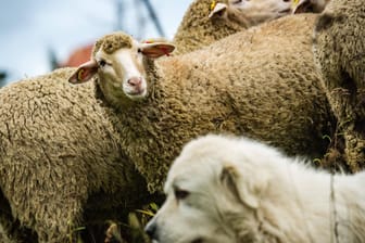 Schafherde mit Hütehund: In Thüringen haben drei Doggen ein Schaf gerissen.