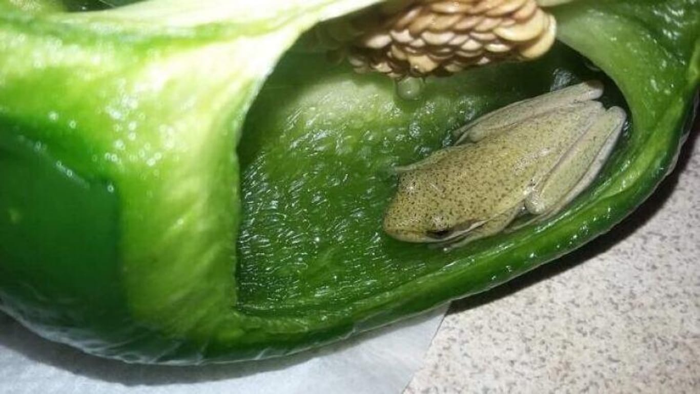 Ein grüner Frosch im Gemüse: In Kanada hat ein Paar beim Aufschneiden einer Paprika eine Überraschung erlebt.
