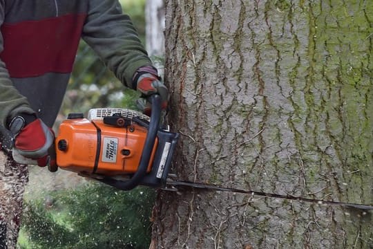 Wer einfach die Säge an einen Baum ansetzt, handelt sich unter Umständen Ärger ein.