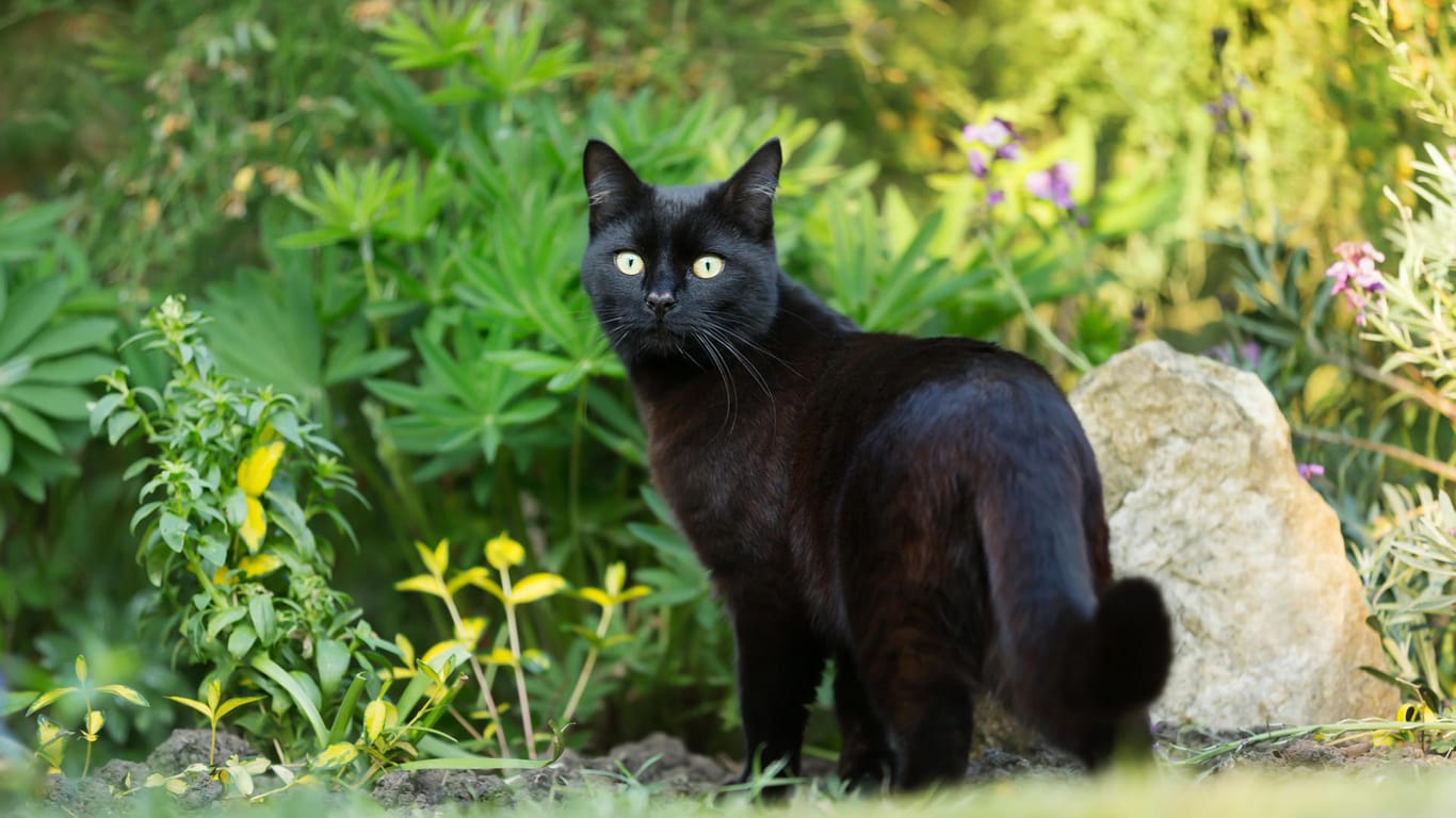 Katze: Viele Gartenbesitzer wollen fremde Katzen nicht in ihrem eigenen Garten haben.