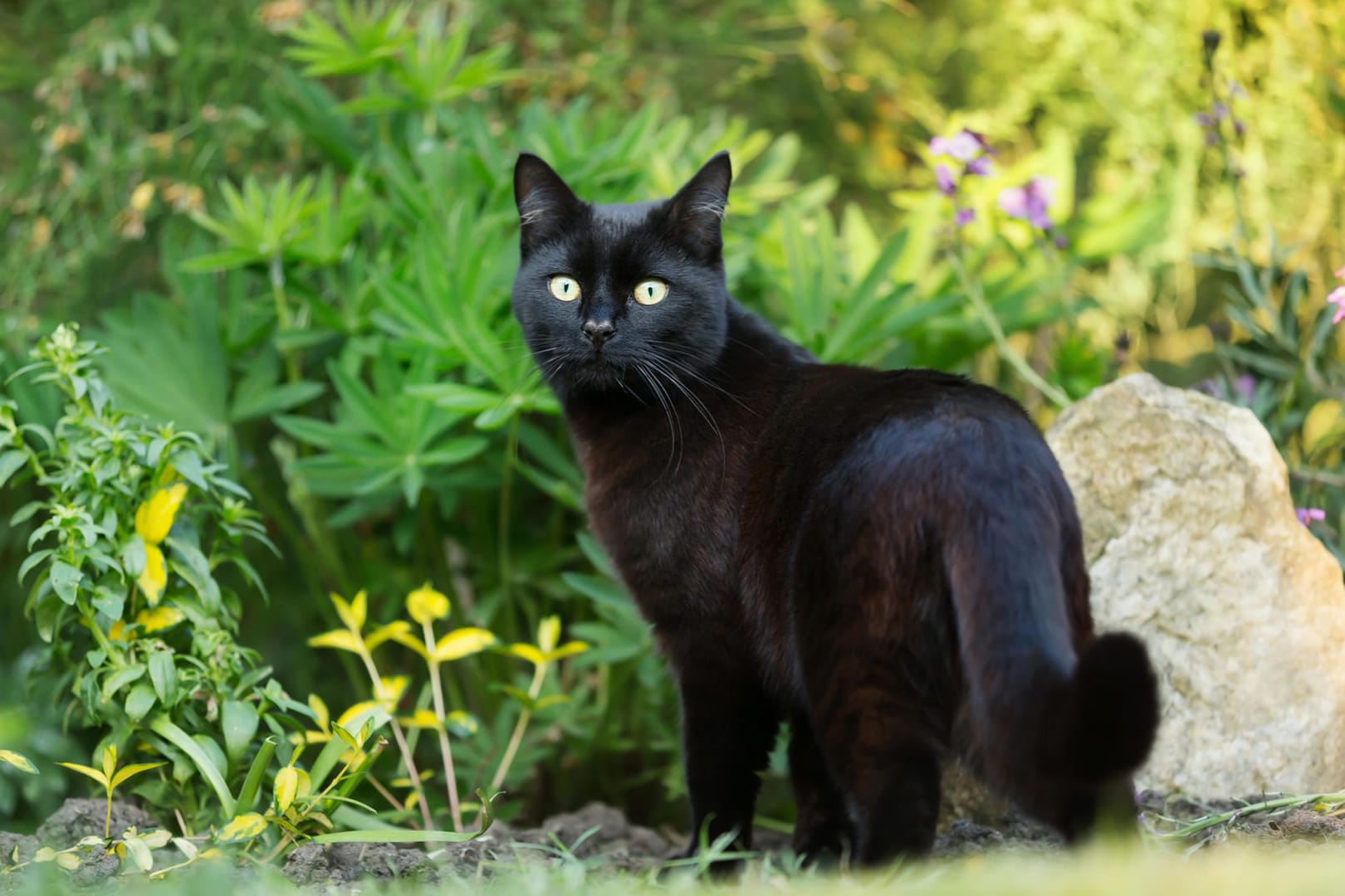 Katze: Viele Gartenbesitzer wollen fremde Katzen nicht in ihrem eigenen Garten haben.