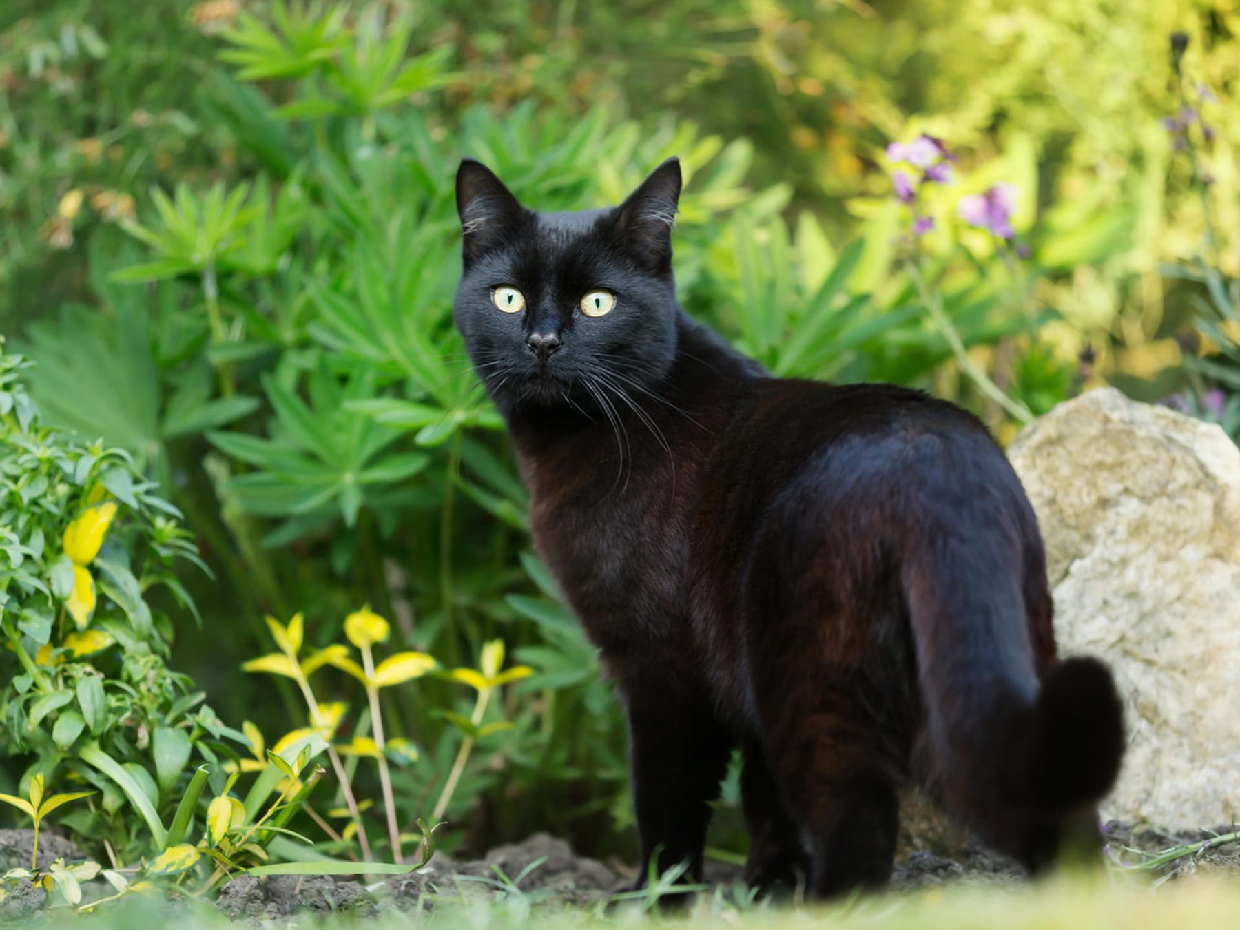 Katzen effektiv vertreiben: Das hilft gegen fremde Katzen im Garten