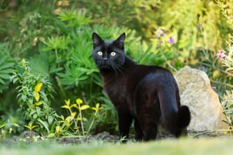 Katze: Viele Gartenbesitzer wollen fremde Katzen nicht in ihrem eigenen Garten haben.