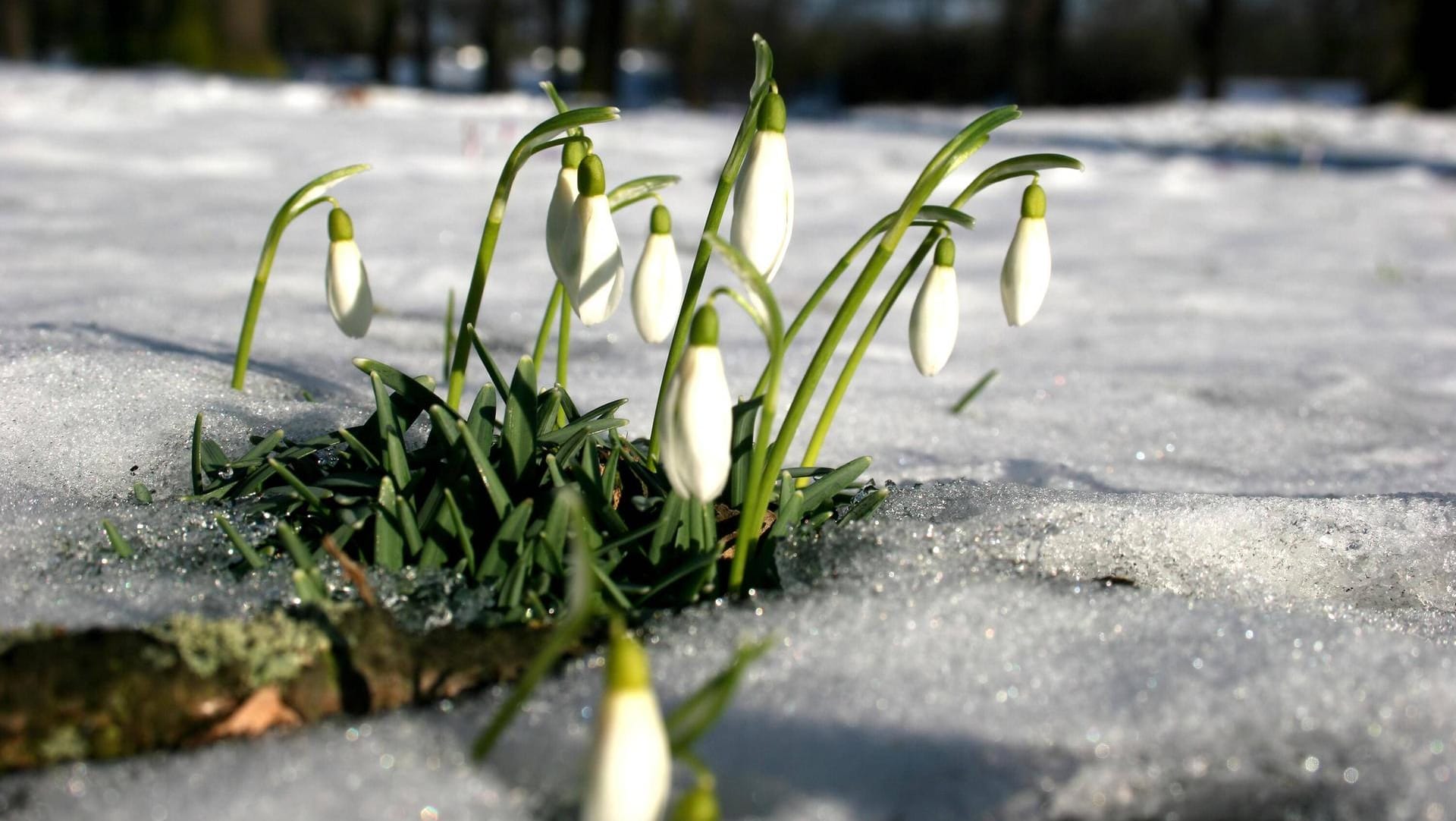 Schneeglöckchen im Schnee: Mitte der Woche könnte in den Alpen und in den Mittelgebirgen der Winter zurückkommen – wenn auch nur kurz. Ab Ende der Woche wird es stürmischer.