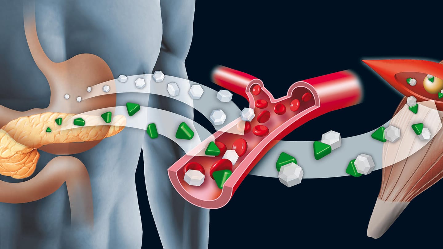 Diese Grafik veranschaulicht, wie das in der Bauchspeicheldrüse gebildete Insulin in den Blutkreislauf freigesetzt wird, um Glukose zu binden.