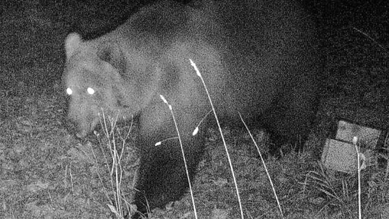 Foto einer Wildtierkamera vom Oktober letzten Jahre: "Der Bär verhält sich nach wie vor sehr scheu und unauffällig."