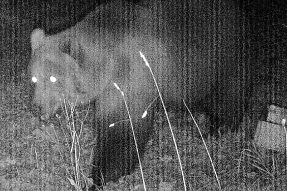 Foto einer Wildtierkamera vom Oktober letzten Jahre: "Der Bär verhält sich nach wie vor sehr scheu und unauffällig."