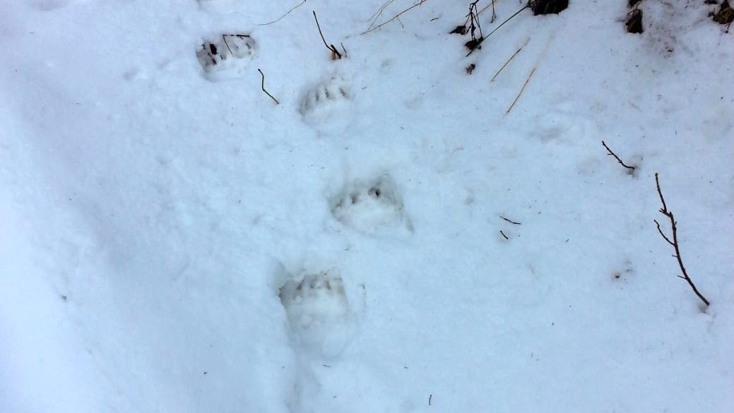 Die Spuren im Schnee: Die Abdrücke werden auch Trittsiegel genannt.